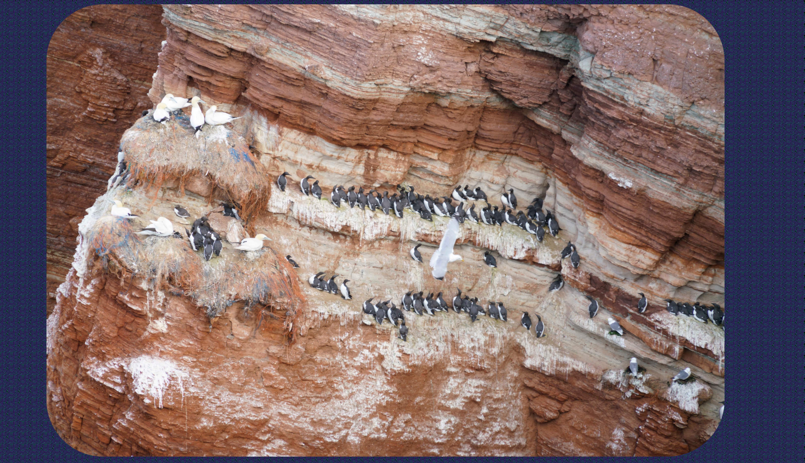 Helgoland